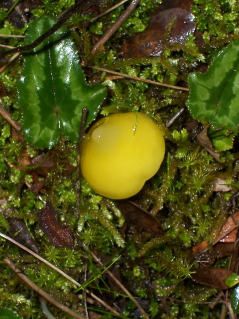 Fungo giallo (Hygrocybe da determinare)