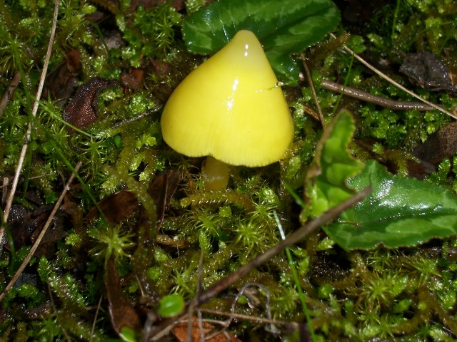 Fungo giallo (Hygrocybe da determinare)