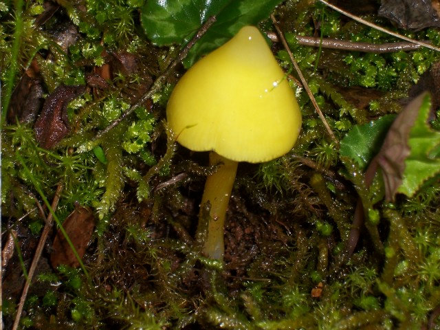 Fungo giallo (Hygrocybe da determinare)