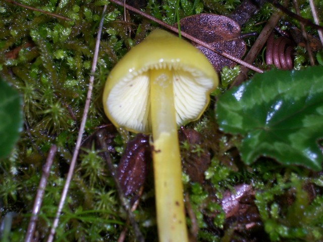 Fungo giallo (Hygrocybe da determinare)