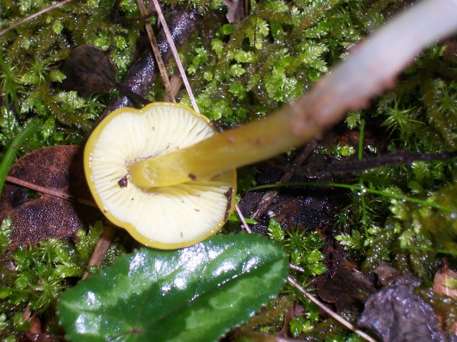 Fungo giallo (Hygrocybe da determinare)