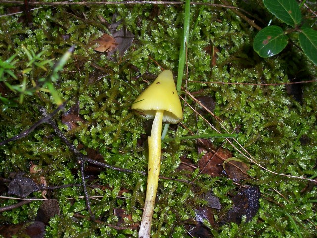 Fungo giallo (Hygrocybe da determinare)