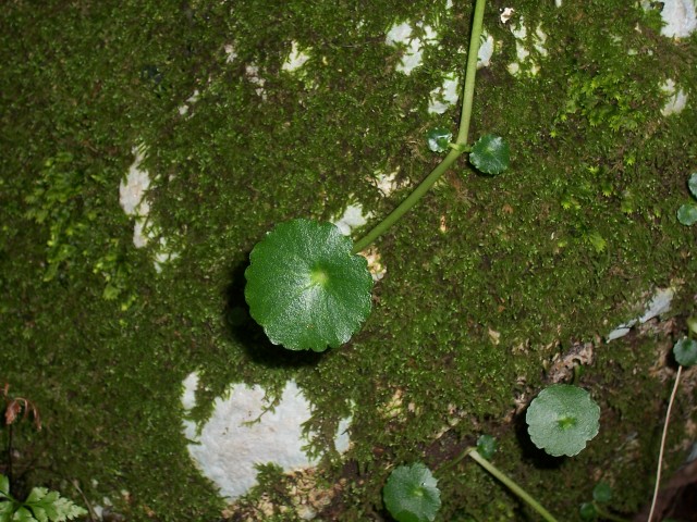 Da determinare - Umbilicus sp.