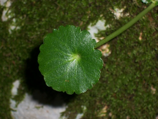 Da determinare - Umbilicus sp.