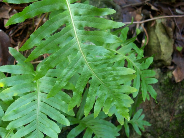 Polypodium cfr. cambricum