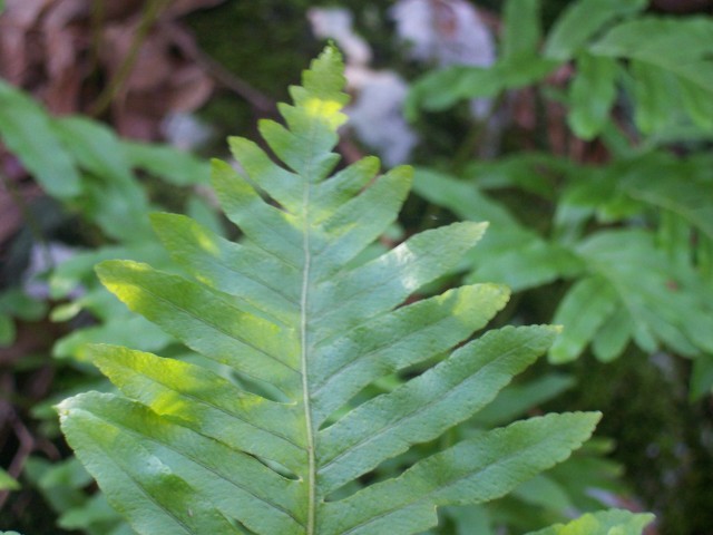 Polypodium cfr. cambricum