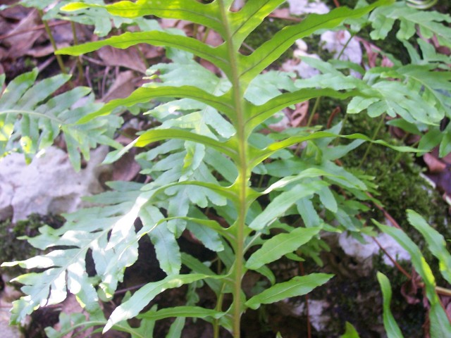 Polypodium cfr. cambricum