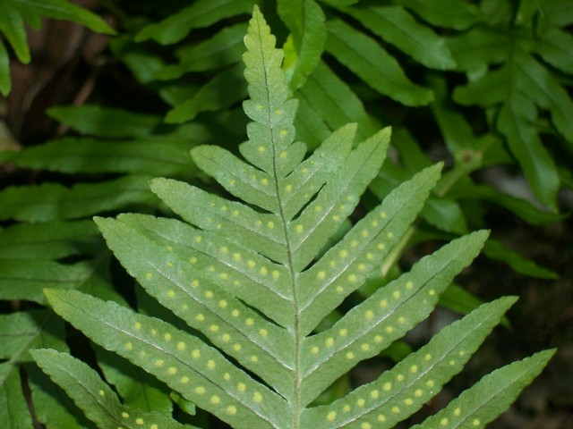 Polypodium cfr. cambricum