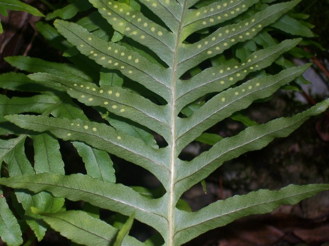 Polypodium cfr. cambricum