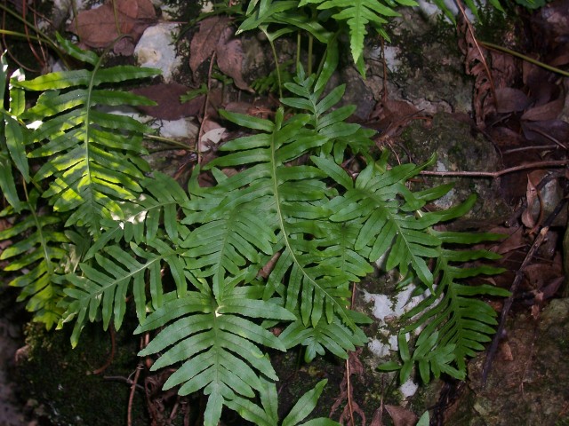 Polypodium cfr. cambricum