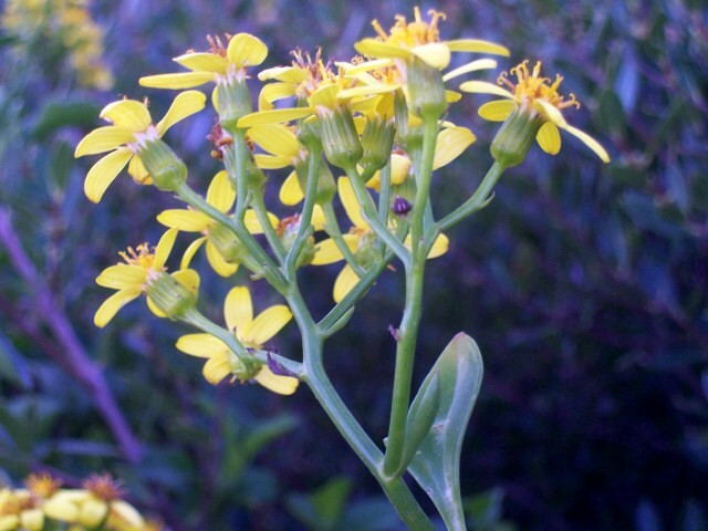 Senecio angulatus