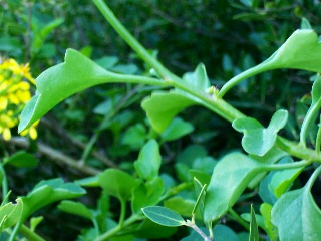 Senecio angulatus