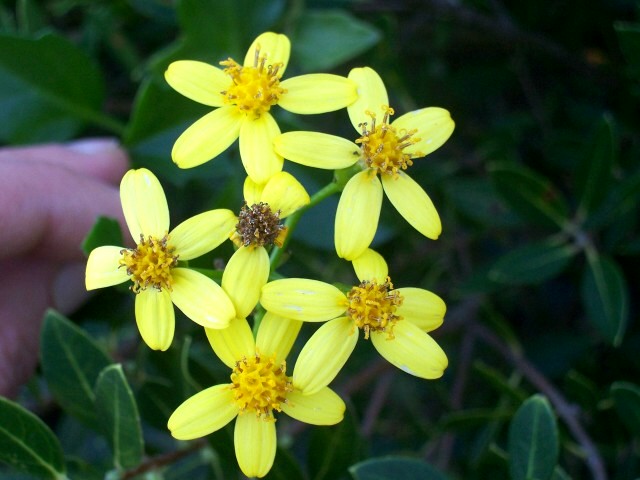 Senecio angulatus