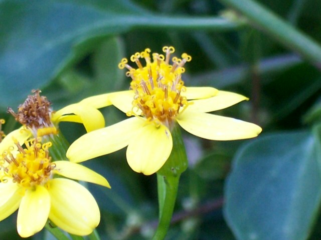 Senecio angulatus