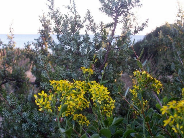 Senecio angulatus