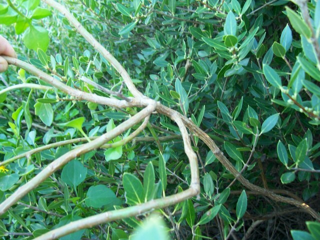 Senecio angulatus