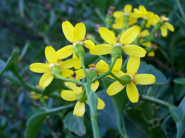 Senecio angulatus