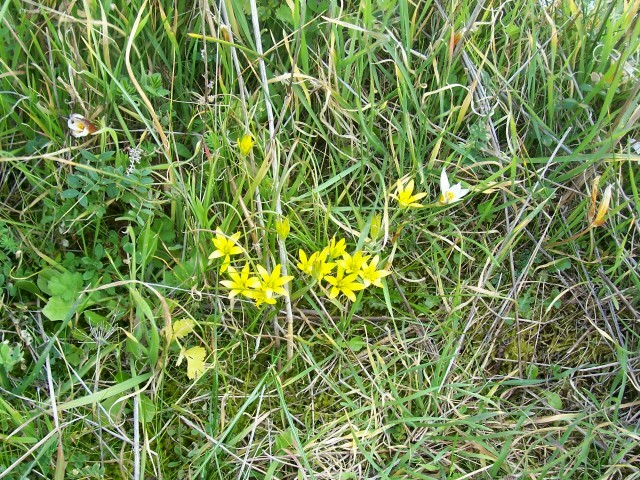 Gagea peduncularis / Cipollaccio pedicellato