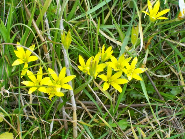 Gagea peduncularis / Cipollaccio pedicellato