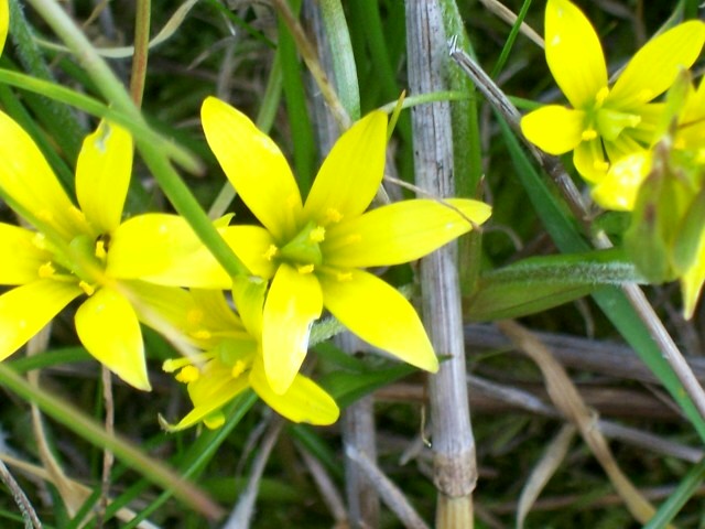 Gagea peduncularis / Cipollaccio pedicellato