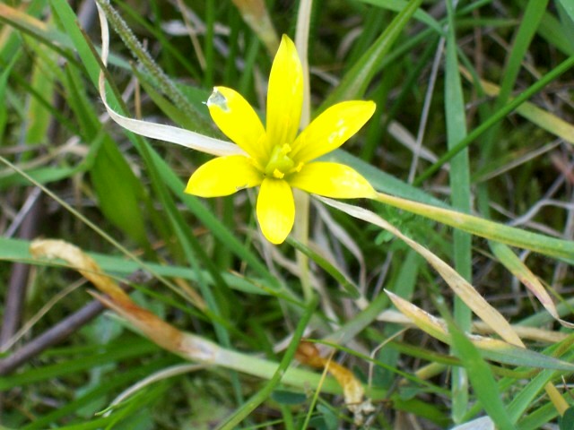 Gagea peduncularis / Cipollaccio pedicellato