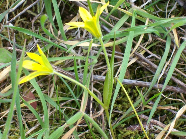 Gagea peduncularis / Cipollaccio pedicellato