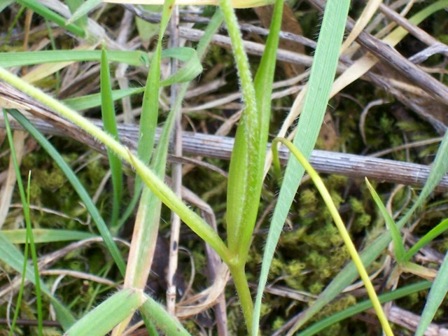 Gagea peduncularis / Cipollaccio pedicellato