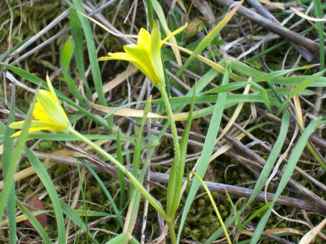 Gagea peduncularis / Cipollaccio pedicellato