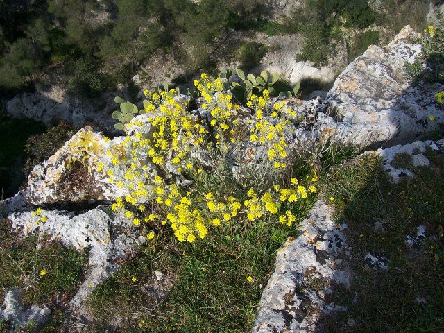 Aurinia saxatilis subsp. megalocarpa/ Alisso sassicolo