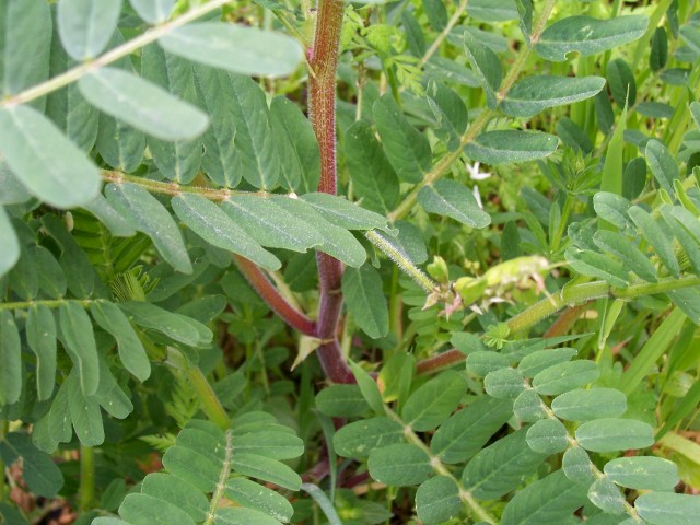 Astragalus glycyphyllos / Astragalo falsa-liquerizia