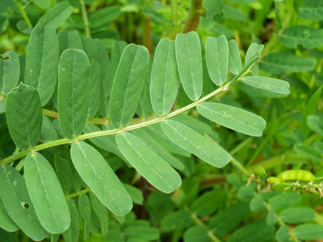 Astragalus glycyphyllos / Astragalo falsa-liquerizia