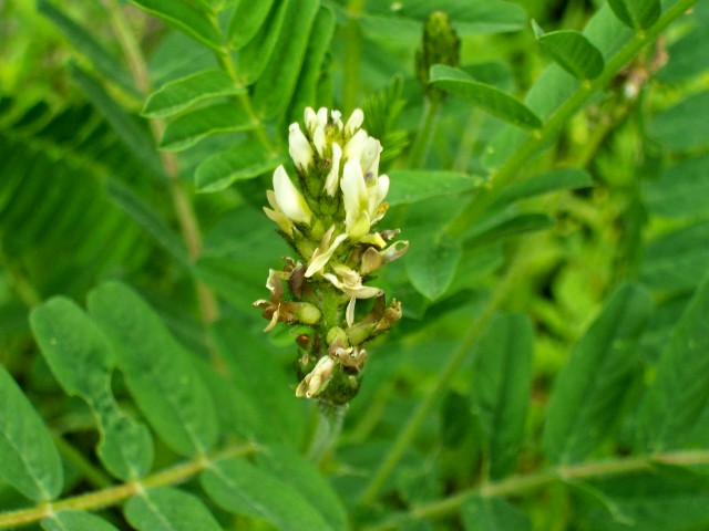 Astragalus glycyphyllos / Astragalo falsa-liquerizia