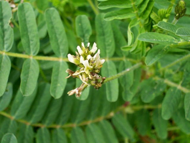 Astragalus glycyphyllos / Astragalo falsa-liquerizia