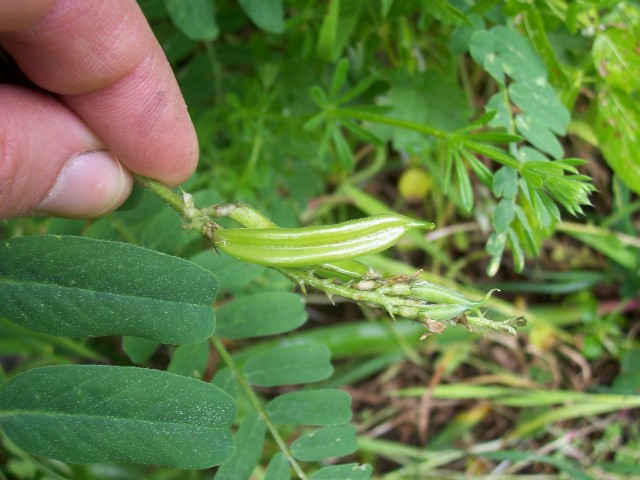 Astragalus glycyphyllos / Astragalo falsa-liquerizia