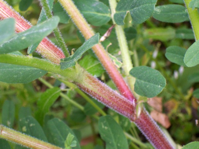 Astragalus glycyphyllos / Astragalo falsa-liquerizia