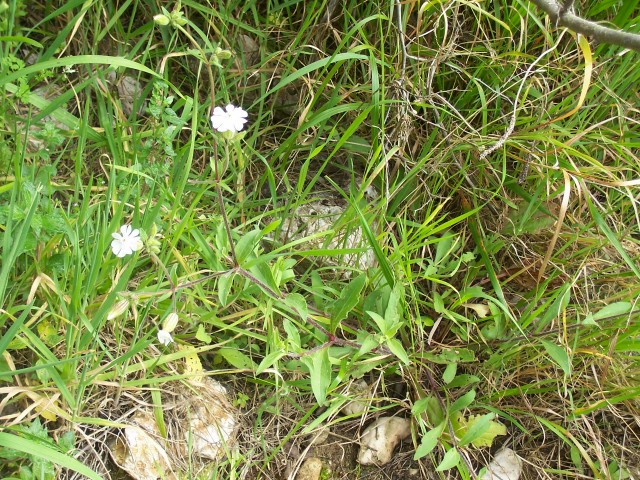 Silene cfr. latifolia