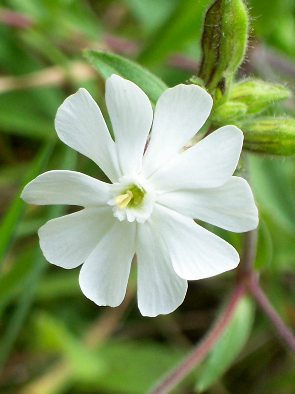 Silene cfr. latifolia