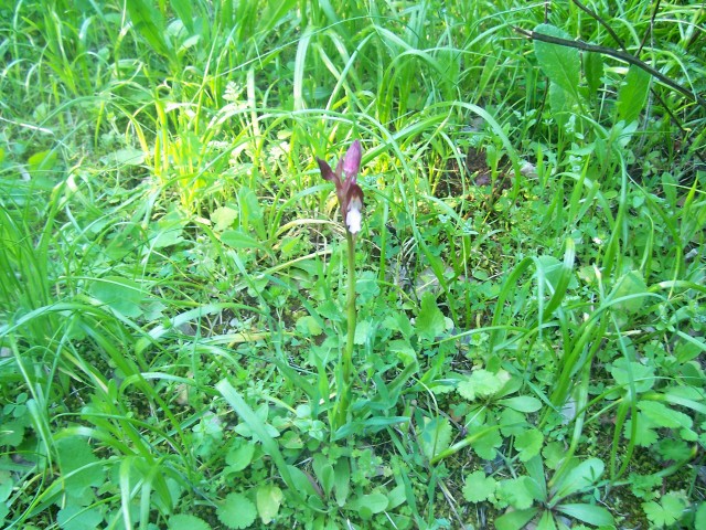 Orchis papilionacea