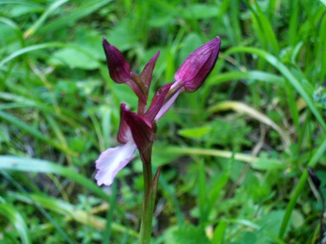 Orchis papilionacea