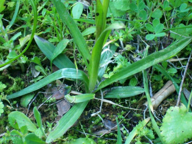 Orchis papilionacea