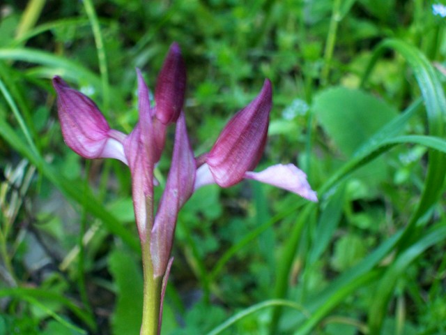 Orchis papilionacea