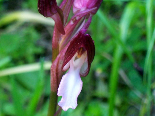 Orchis papilionacea