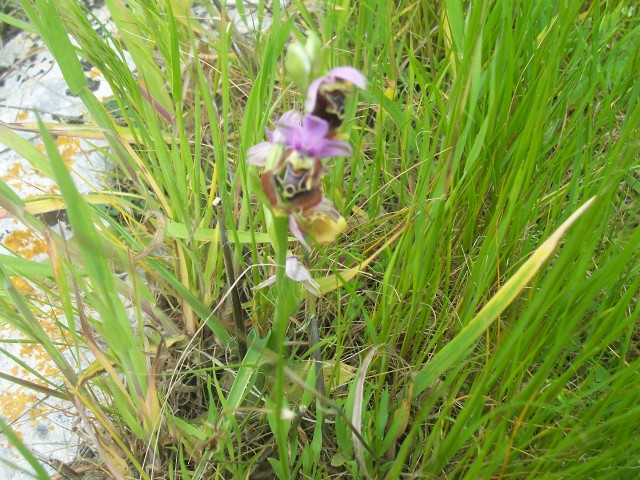 Ophrys apulica