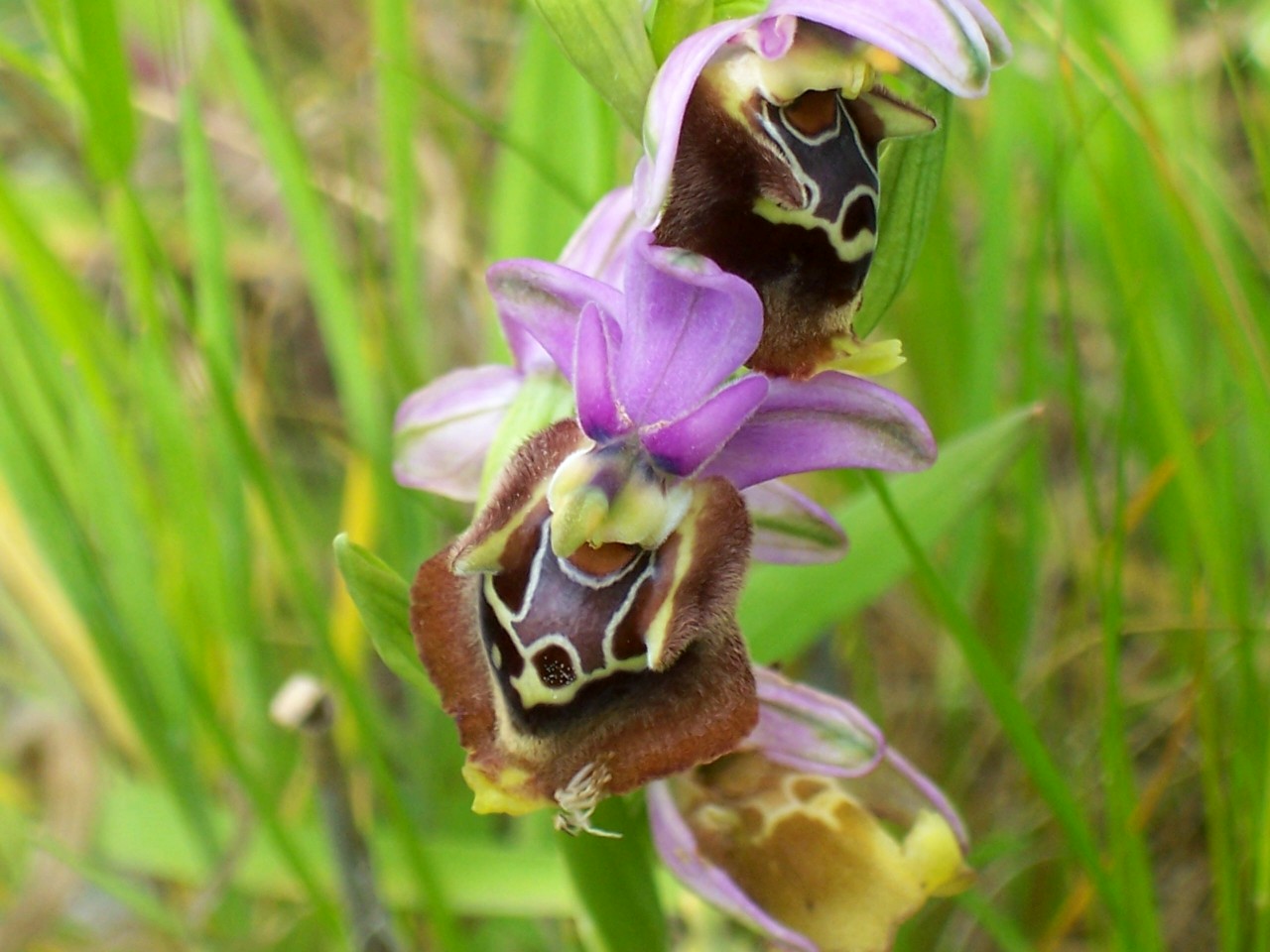 Ophrys apulica