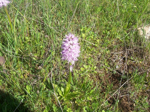 Orchis italica