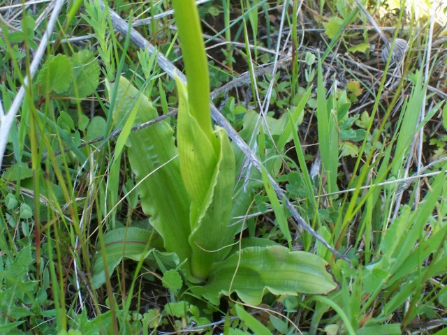 Orchis italica