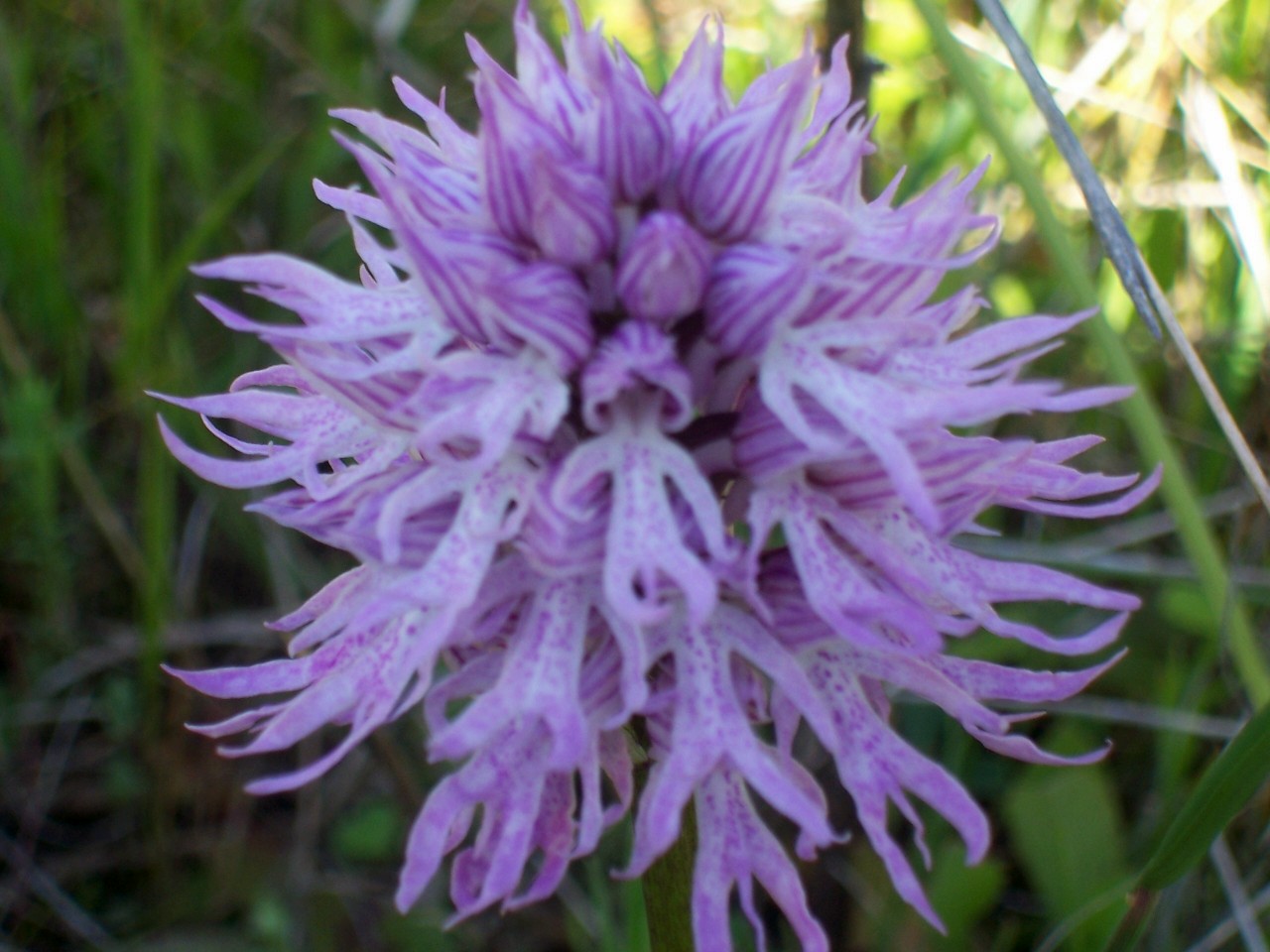 Orchis italica