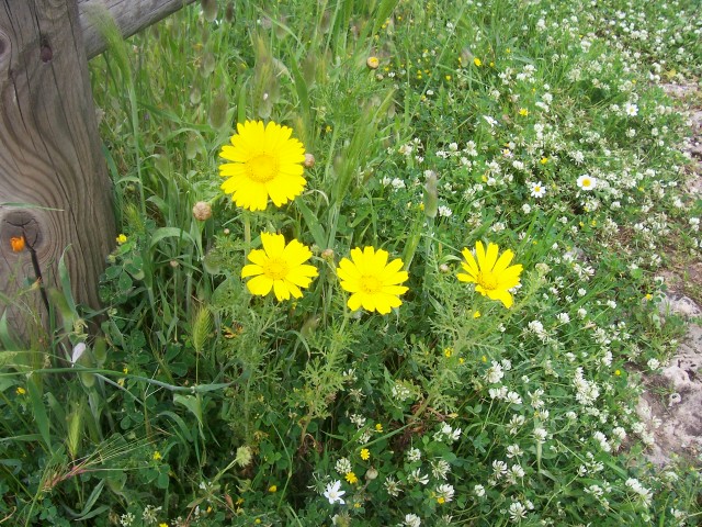 Glebionis coronaria / Crisantemo giallo