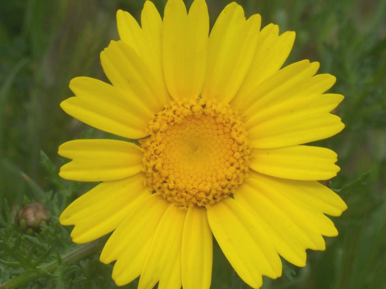 Glebionis coronaria / Crisantemo giallo