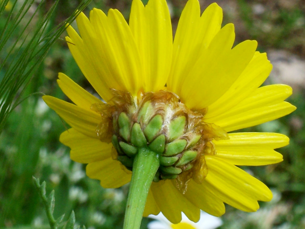 Glebionis coronaria / Crisantemo giallo